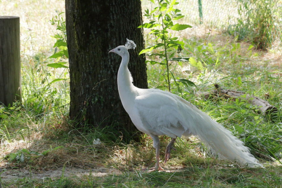 На выходных в Ленинградском зоопарке завершится фестиваль "ЗоопарКниг"