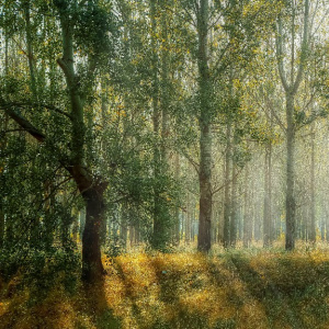 Акция "Бесплатный вход в Монрепо"