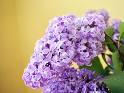 Фото Сиреневый день в Монрепо 2024