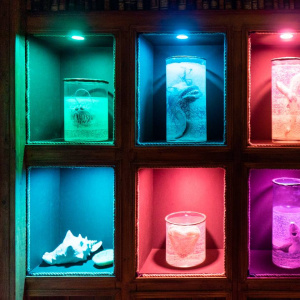 Выставка "Тайны морских глубин Кронштадта"