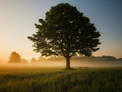 Фото Интерактивное занятие Мифы о деревьях