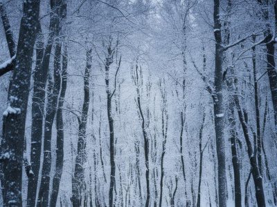 Фото Развлекательная программа Зимняя пора