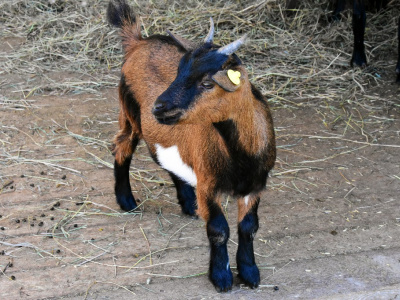 Фото Фестиваль зоотерапии