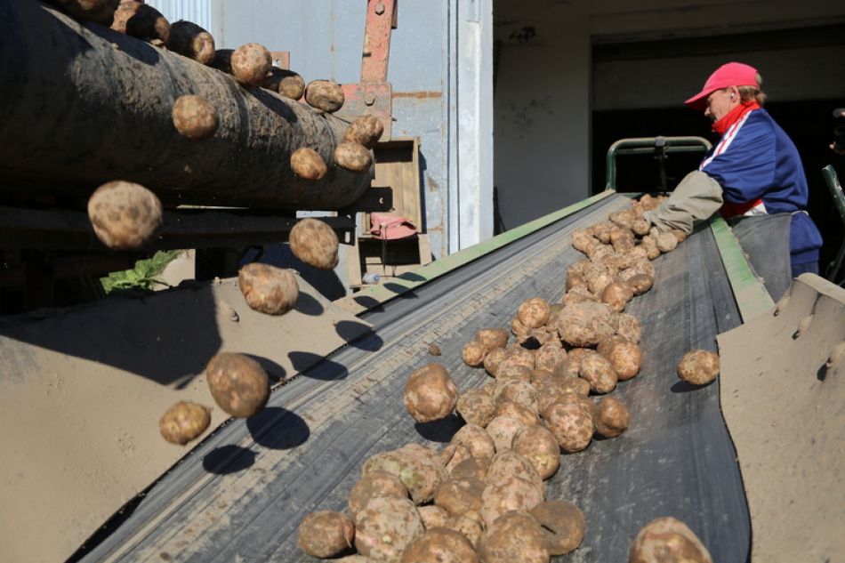 Когда собирать картофель в Ленобласти и как защитить урожай от болезней