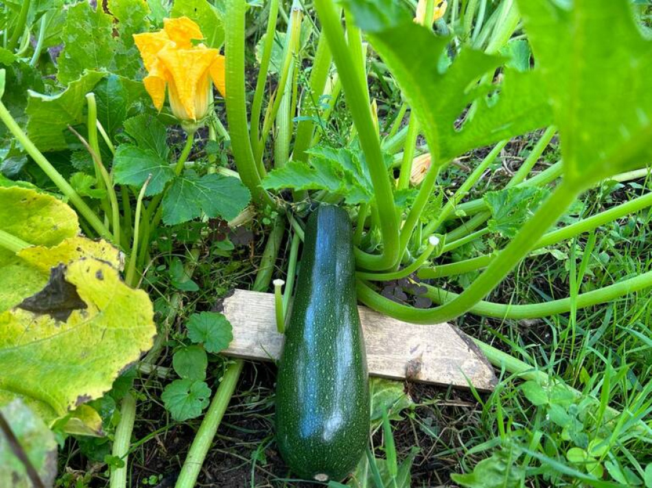 Три способа получить ароматный укроп на грядке даже осенью