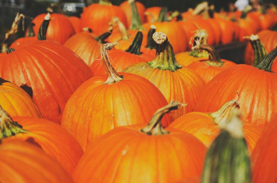 Секреты сбора и хранения тыквы для долгой свежести урожая