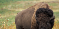 Бизоны в Йеллоустоуне поддерживают здоровье лугов и трав