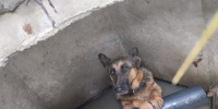 В Тосненском районе спасли собаку из канализационного люка