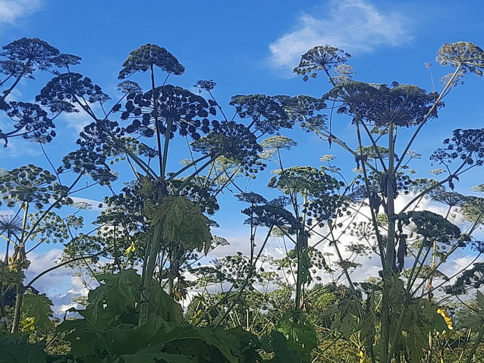 В Петербурге разработают единую стратегию борьбы с борщевиком Сосновского