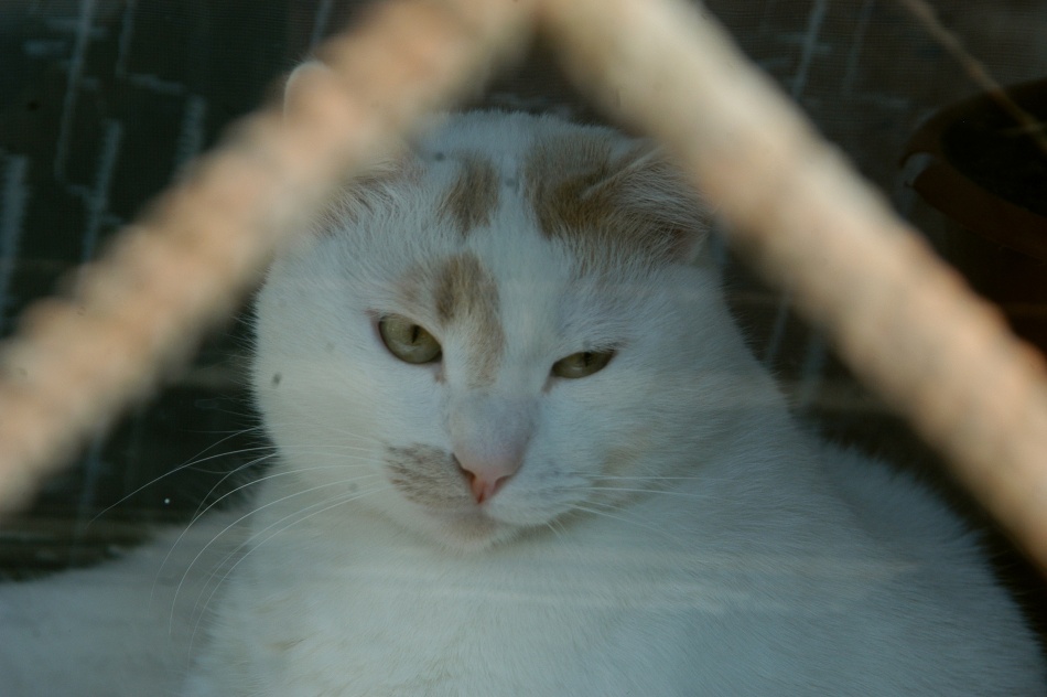 Полиция нашла кота-путешественника под крышей вагона за 6000 км от дома