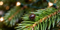 Опасны ли клещи в новогодних елках: эксперт развеял популярный миф