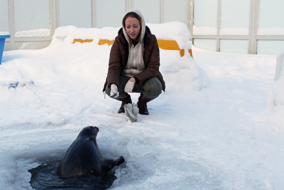 Фонд друзей балтийской нерпы отказался от искусственных укрытий в этом сезоне