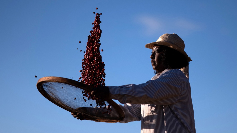 Кофейная индустрия Латинской Америки: как зерна меняют экономику региона