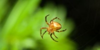 Почему исчезновение пауков и насекомых может привести к экологической катастрофе