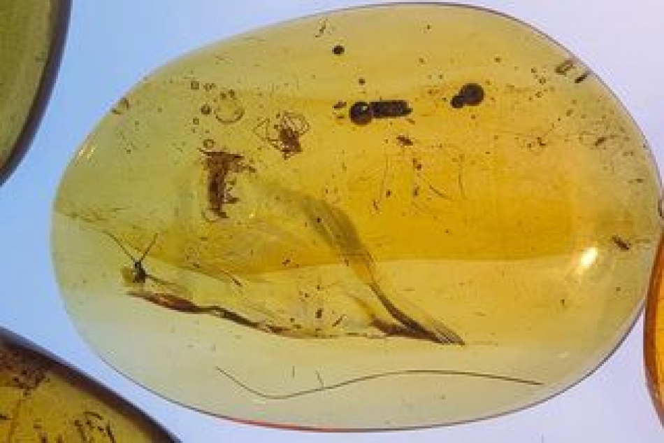 Ученые раскрыли тайны древних экосистем благодаря уникальным находкам в янтаре