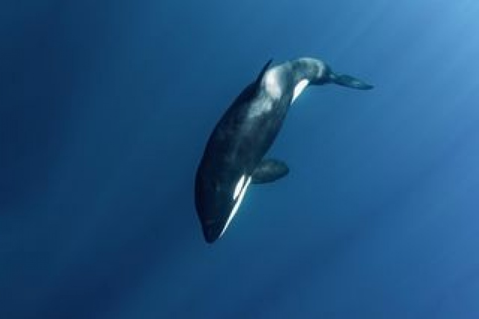 Ученые раскрыли тайну нападений косаток на сородичей у берегов России