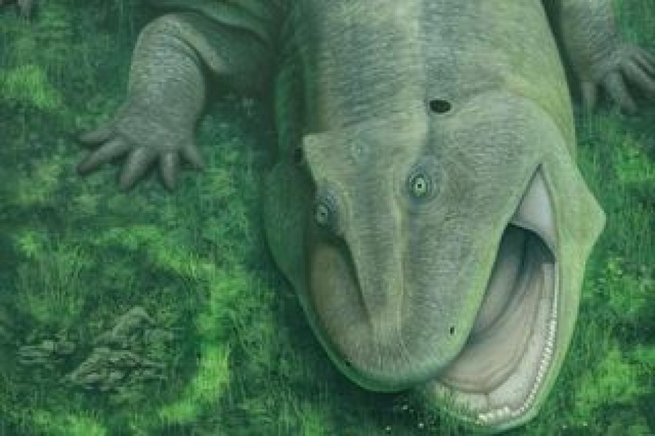 В Бразилии найден древний тетрапод с уникальной скрученной челюстью и растительным рационом