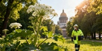 В Петербурге утвердили закон о борьбе с инвазивными растениями
